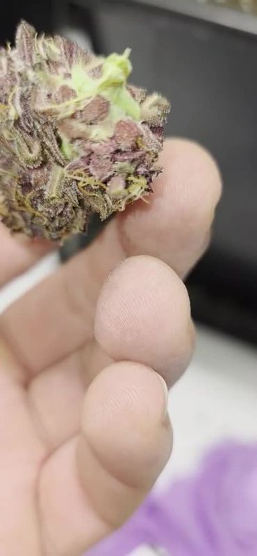 Banana Purple Punch RF3 Auto @deno05156 DIS 