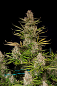 Instagram Pound Cake Auto™
