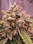 Instagram Mendo Frost Auto™