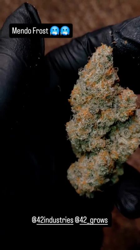 Mendo Frost Auto - Dense Frosty Bud in Hand by @1s1and_t