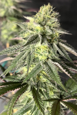Instagram Papaya Sherbet™