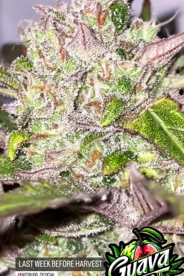 Guava Auto - Colorful Flowering Bud Close Up
