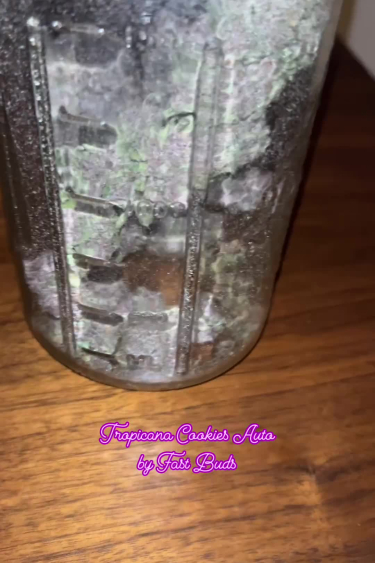 Tropicana Cookies Auto - Dried Buds Inside Glass Jar