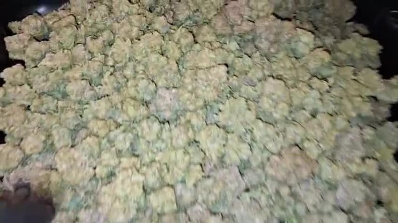 Cherry Cola Auto - Pile of Frosty Returned Buds by @gitty1625
