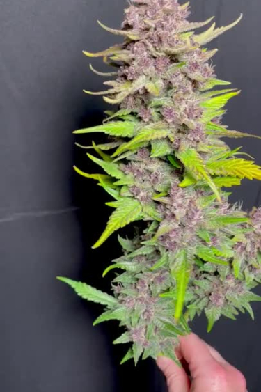 Banana Purple Punch Auto - Mature Purple Cola