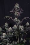 Instagram Sundae Frost Auto™