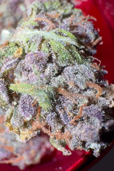 Lemon Cherry Cookies Auto - Purple Frosty Bud After Return