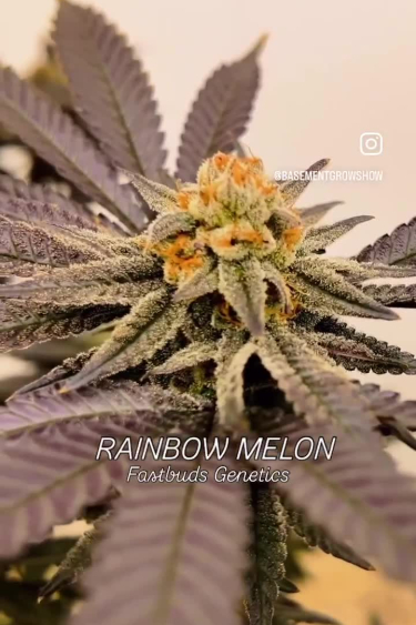 Rainbow Melon - Orange Pistils and Colorful Flower Close-Up