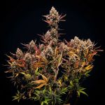 Instagram Lemon Tree Auto™