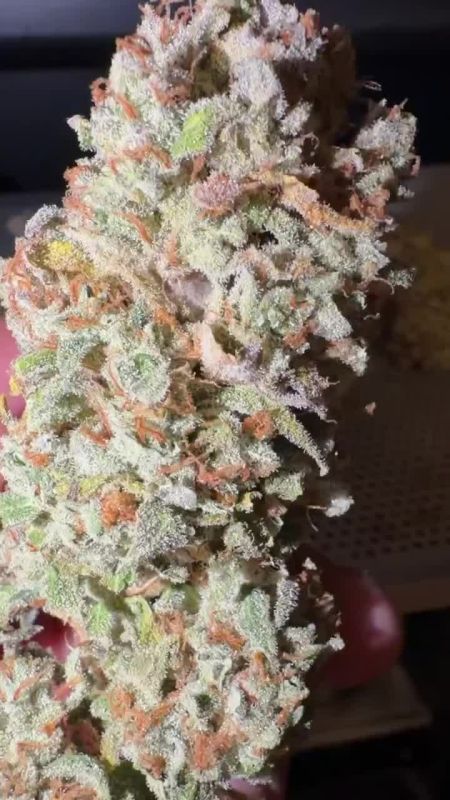 Lemon Cherry Sundae Auto - White Cola Covered in Frosts @bernie