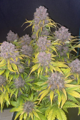 Instagram Purple Lemonade Auto