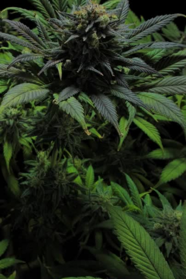 GG4 Sherbet FF - Lush Vegetative Growth and Leaf Structure
