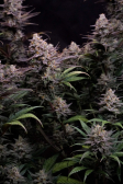 Instagram GG4 Sherbet FF