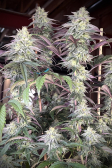 Instagram Papaya Sherbet™