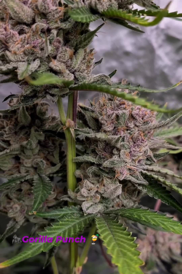 Gorilla Punch Auto - Purple Bud Development in Late Flower