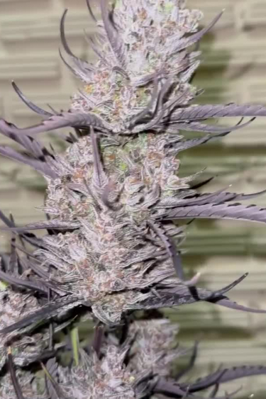 Gorilla Z Auto - Purple Phenotype with Frosty Lavender Buds