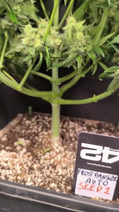 Frostbanger Auto - Thick Main Stem and Branch Structure pHilosophy420
