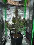 Instagram Purple Lemonade Auto RF3™