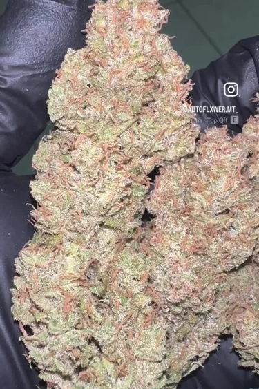Sour Jealousy Auto - Dense Frosty Buds Close-Up