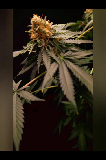 Tropicana Cookies FF - Purple Cola with Orange Pistils