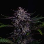 Instagram Mendo Guava Auto™