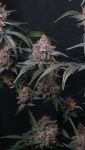 Instagram Mango Cherry Runtz Auto™