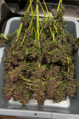 Instagram Banana Purple Punch Auto