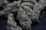 Instagram Pineapple OG Auto™