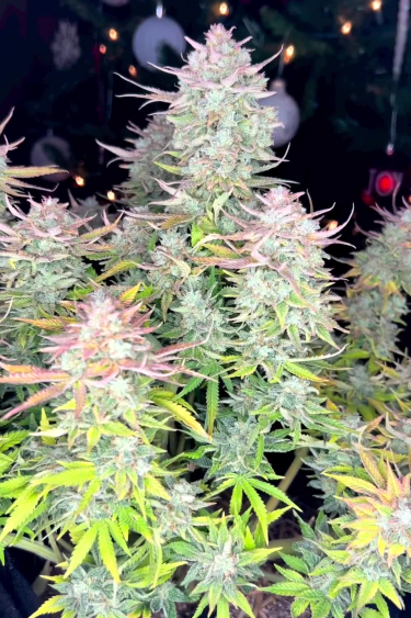 Cherry Cola Auto - When Is It Ready to Return? Late Flower Colas