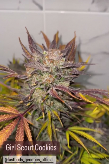 Girl Scout Cookies Auto - Colorful Mature Cola Near Return
