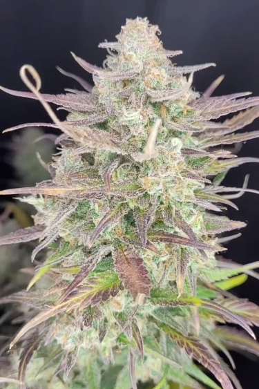 Gorilla Z Auto - Tall Frosty Main Cola Close Up