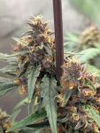 Instagram Guava Auto RF3™