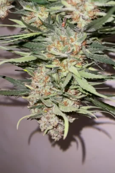 Mix Pack Auto - Mature Frosty Cola with Orange Pistils