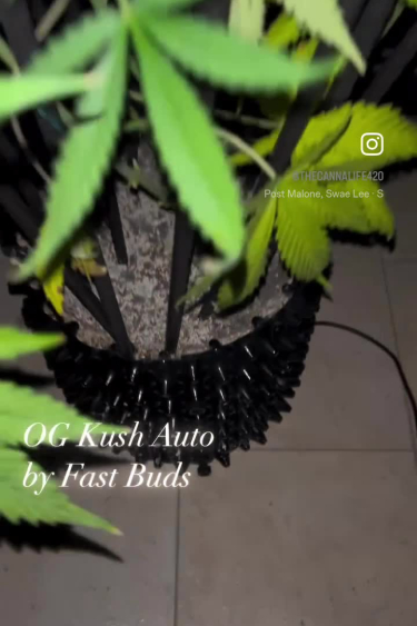 OG Kush Auto Buds on One Plant Before Return @thecannalife420
