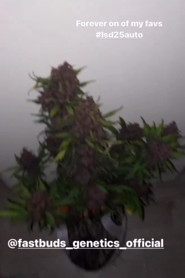 LSD-25 Auto - Almost Black Purple Plant in Late Flower