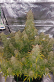 Instagram Sour Jealousy Auto™