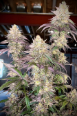 Instagram Papaya Sherbet™