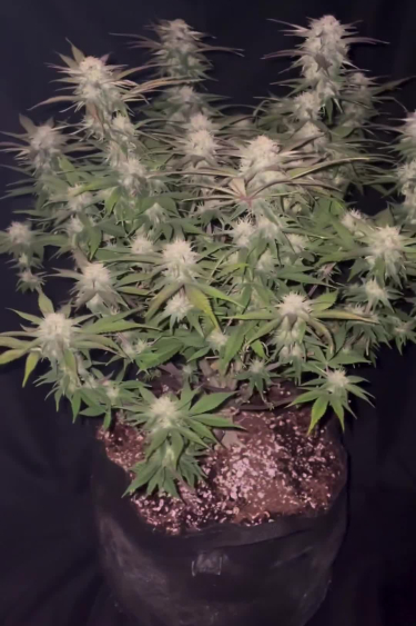 Strawberry Gorilla Auto - Bushy Flowering Plant in Fabric Pot