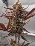Instagram Guava Runtz Auto™