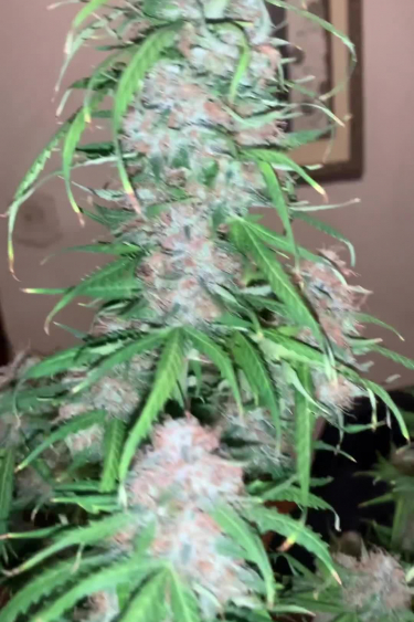 Big Bud Auto - White Pistils Covering Fat Colas in Mid Flower