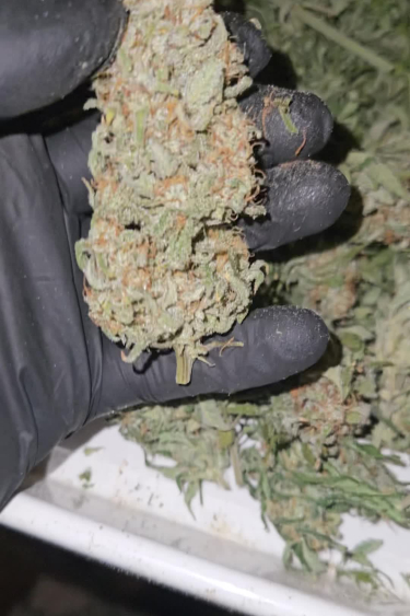 Orange Sherbet Auto - Large Dried Cola After Return