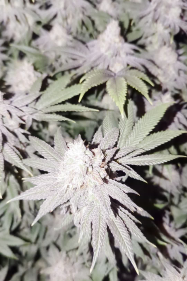 Rainbow Melon - Full Plant View in a Grow Tent