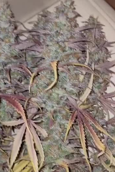 Apple Strudel Auto - Purple Plant in Late Flower