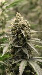 Instagram Banana Cherry Cookies Auto™