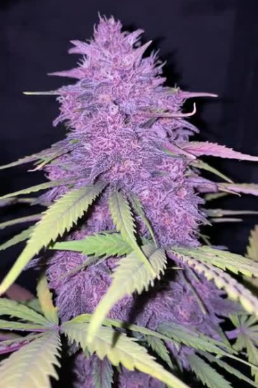 Banana Purple Punch Auto Purple Buds Close-Up, Bud Size Before Return