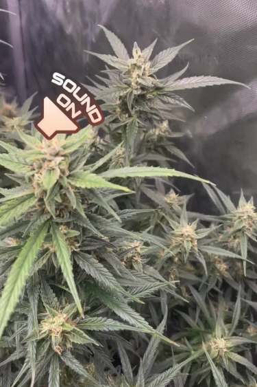 Strawberry Banana Auto - Grow Tent Walkaround in Full Bloom