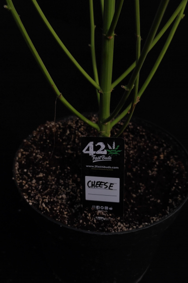 Cheese Auto - Young Plant Stems and Soil in Early Veg