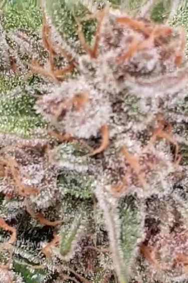 Ztrawberriez Auto - Macro Close-Up of Frosts and Orange Pistils