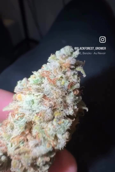 Gelato Auto - Frosty Mature Bud Close Up