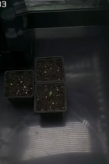 Lemonpaya - Seedling Growing in Small Container